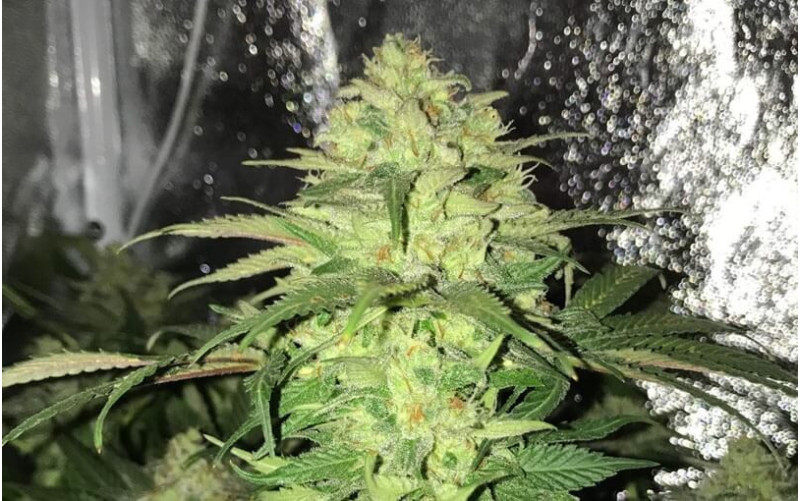 Master Kush - Sensi Seeds Master Kush - Sensi Seeds