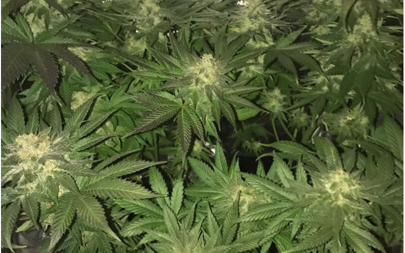 Master Kush - Sensi Seeds Master Kush - Sensi Seeds