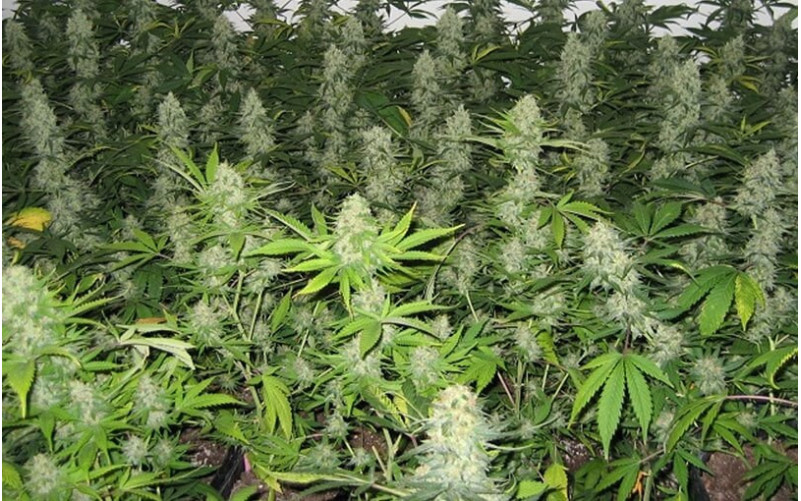 Master Kush - Sensi Seeds Master Kush - Sensi Seeds