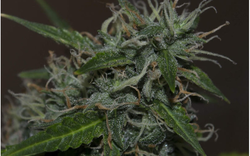 Northern Lights Auto - Sensi Seeds Northern Lights Auto - Sensi Seeds