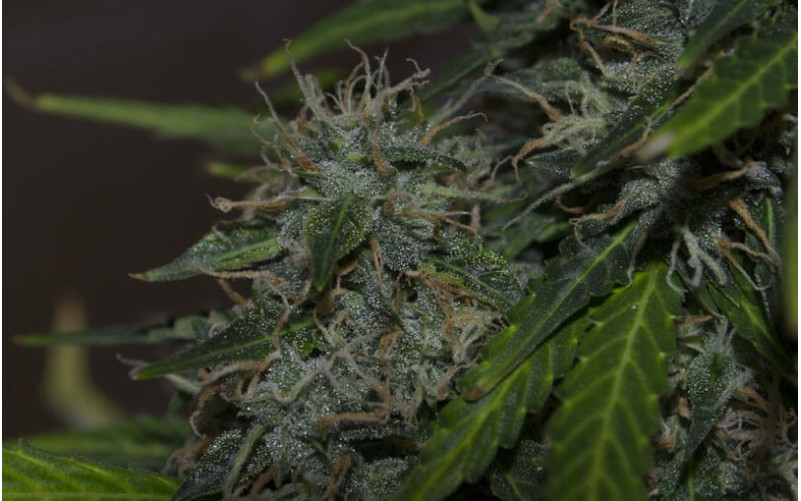 Northern Lights Auto - Sensi Seeds Northern Lights Auto - Sensi Seeds