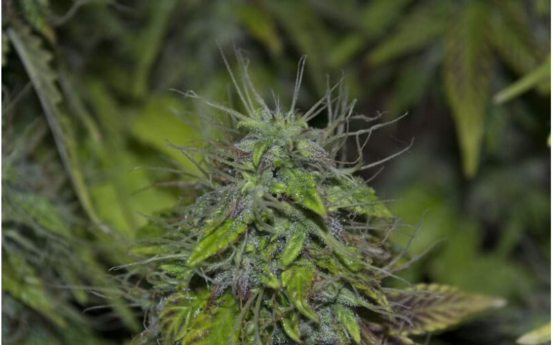 Northern Lights Auto - Sensi Seeds Northern Lights Auto - Sensi Seeds