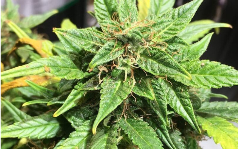 Northern Lights Auto - Sensi Seeds Northern Lights Auto - Sensi Seeds