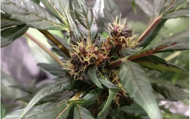 Purple Bud - Sensi Seeds Purple Bud - Sensi Seeds