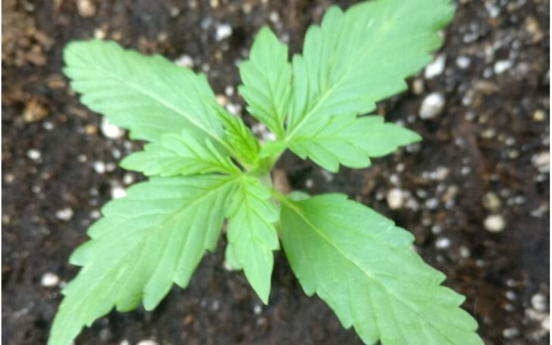 Purple Bud - Sensi Seeds Purple Bud - Sensi Seeds