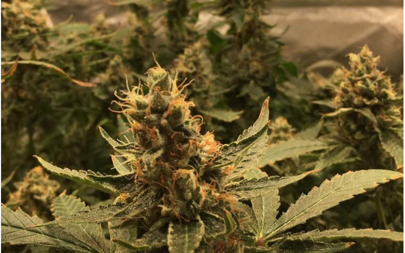 Super Skunk - Sensi Seeds