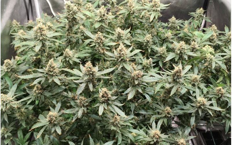 Super Skunk - Sensi Seeds