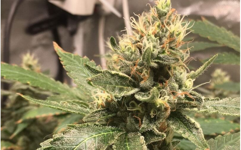 Super Skunk - Sensi Seeds