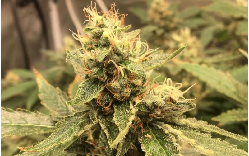 Super Skunk - Sensi Seeds