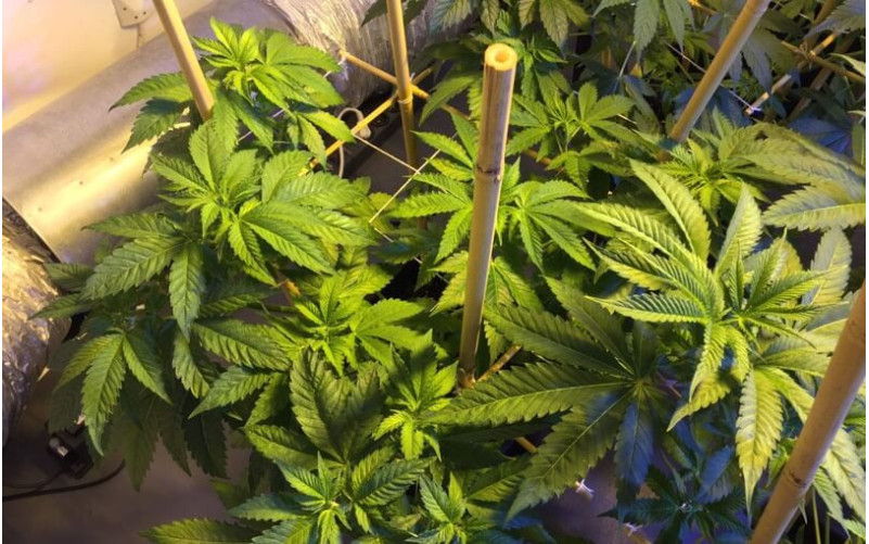 Jack Herer - Sensi Seeds