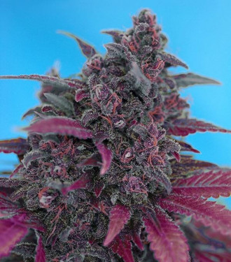 Dark Devil - Sweet Seeds