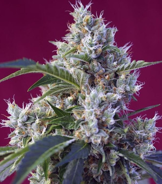 Indigo Berry Kush - Sweet Seeds