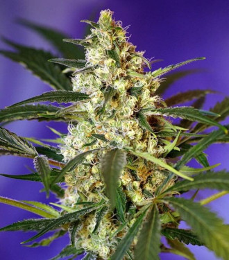Fast Bud Fast Bud- Sweet Seeds