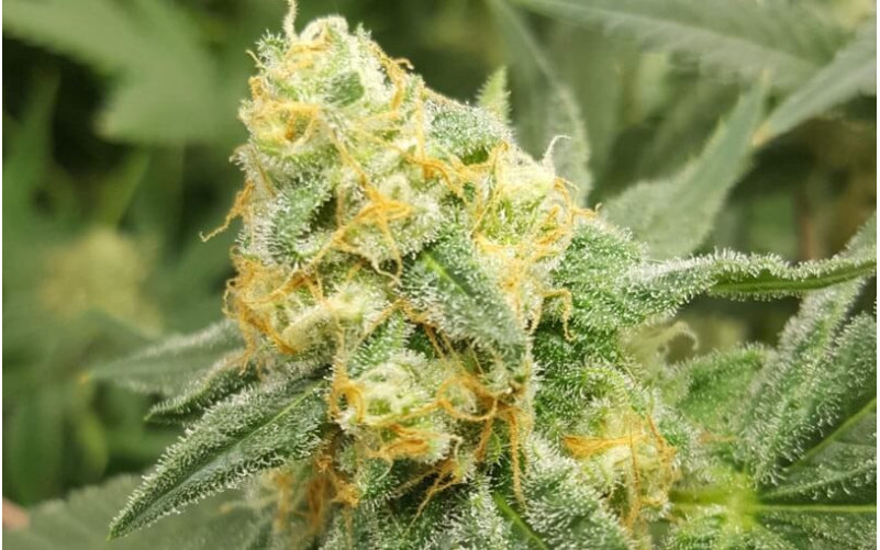 Green Poison - Sweet Seeds Green Poison - Sweet Seeds