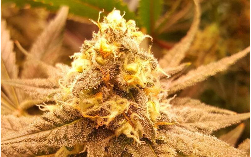 Green Poison - Sweet Seeds Green Poison - Sweet Seeds