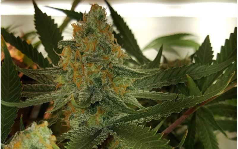 Green Poison - Sweet Seeds Green Poison - Sweet Seeds