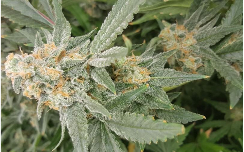 Green Poison - Sweet Seeds Green Poison - Sweet Seeds