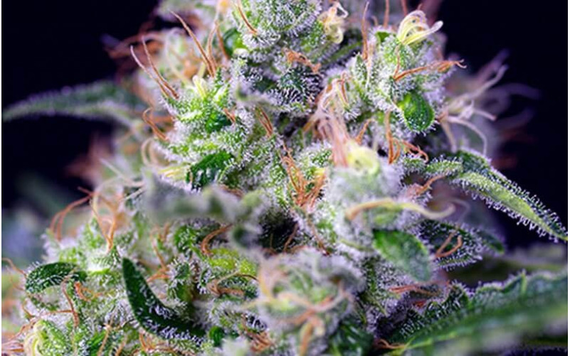 Cream Caramel - Sweet Seeds Cream Caramel - Sweet Seeds