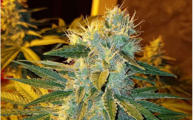 Cream Caramel - Sweet Seeds Cream Caramel - Sweet Seeds