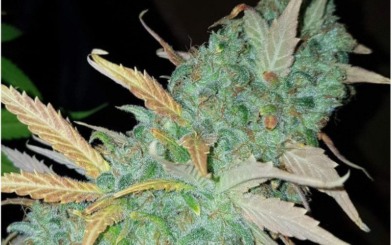 Cream Caramel - Sweet Seeds Cream Caramel - Sweet Seeds