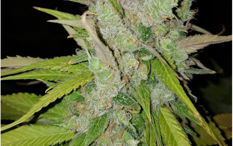 Cream Caramel - Sweet Seeds Cream Caramel - Sweet Seeds