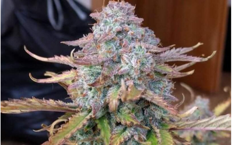 Big Devil XL Auto - Sweet Seeds