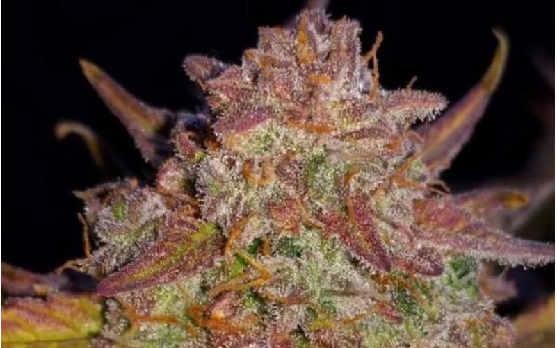 Big Devil XL Auto - Sweet Seeds