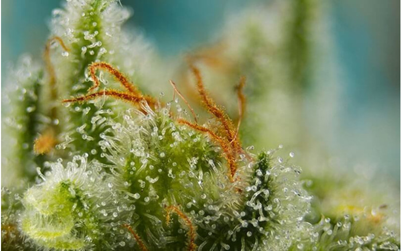 Big Devil XL Auto - Sweet Seeds