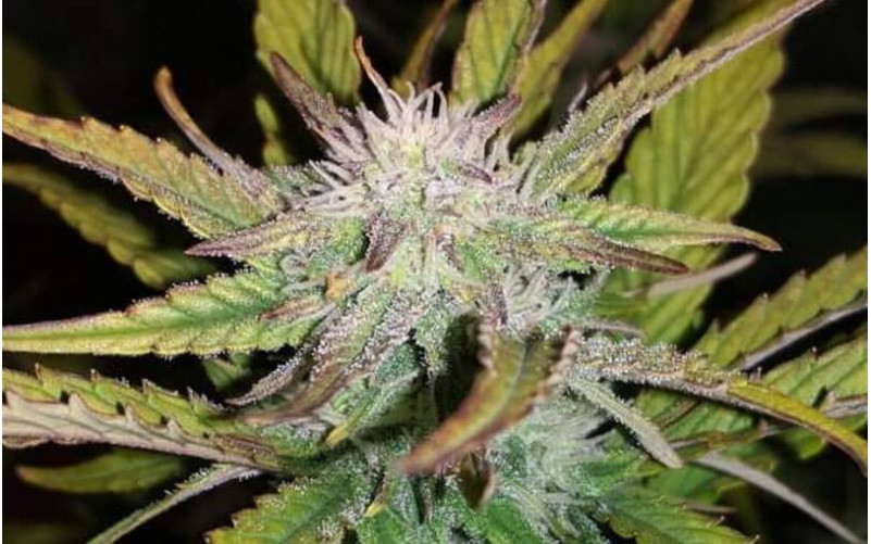 Big Devil XL Auto - Sweet Seeds