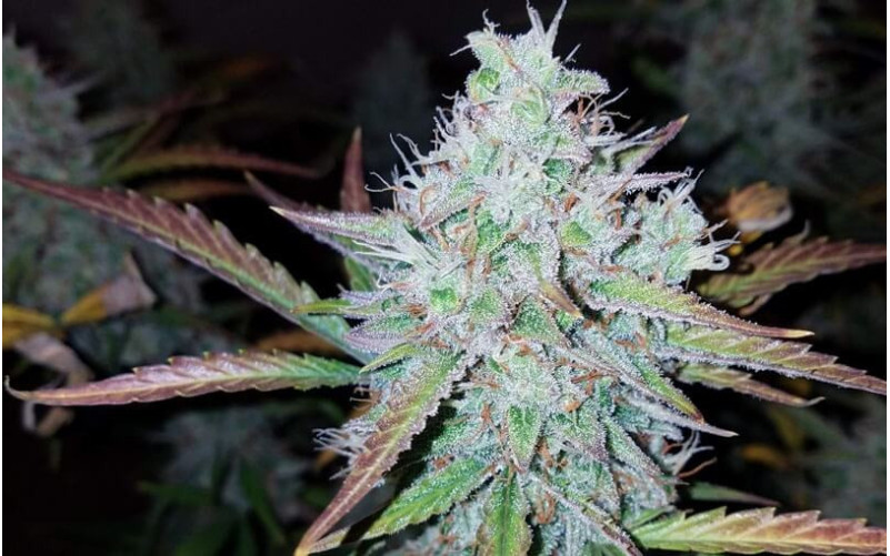 Cream Mandarine Auto - Sweet Seeds