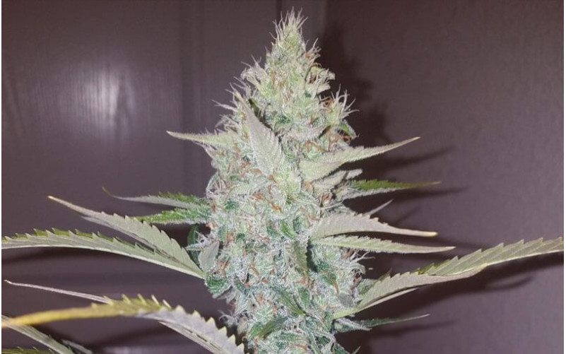 Cream Mandarine Auto - Sweet Seeds