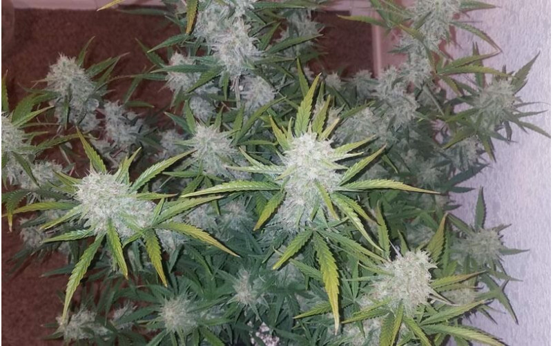 Cream Mandarine Auto - Sweet Seeds