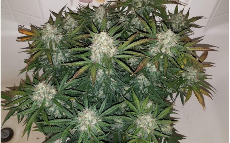 Cream Mandarine Auto - Sweet Seeds