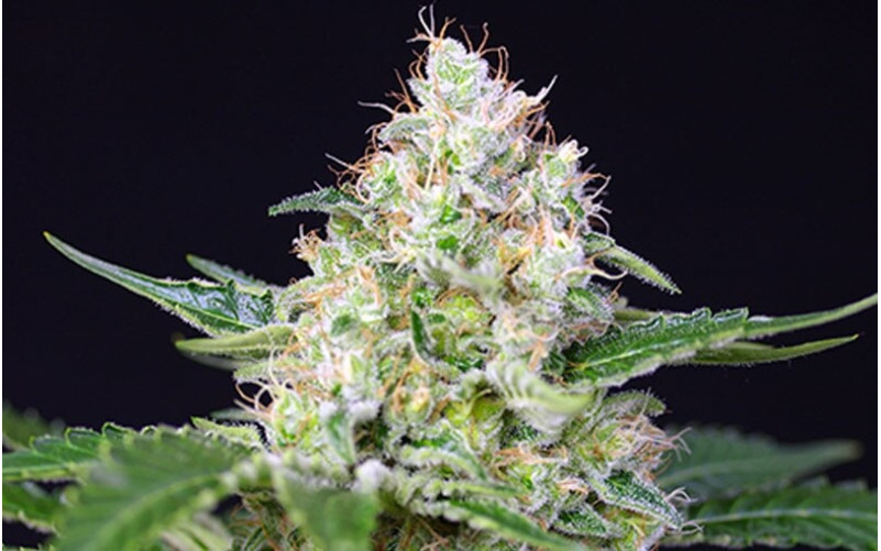 Crystal Candy - Sweet Seeds Crystal Candy - Sweet Seeds