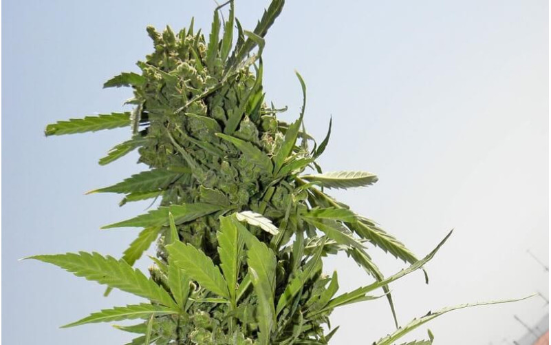 Crystal Candy - Sweet Seeds Crystal Candy - Sweet Seeds