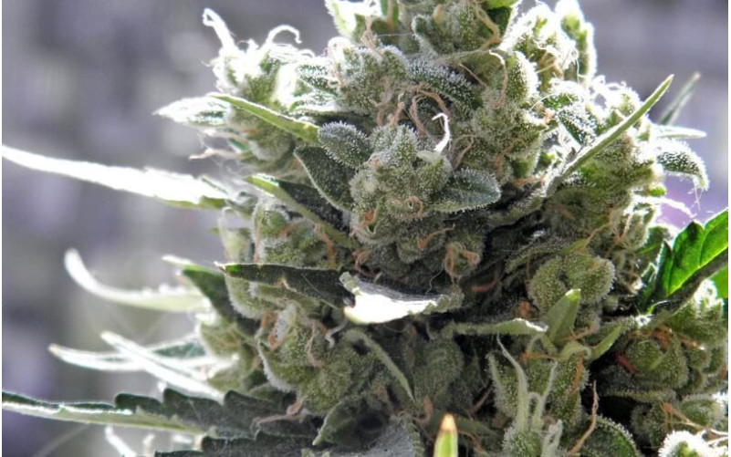 Crystal Candy - Sweet Seeds Crystal Candy - Sweet Seeds