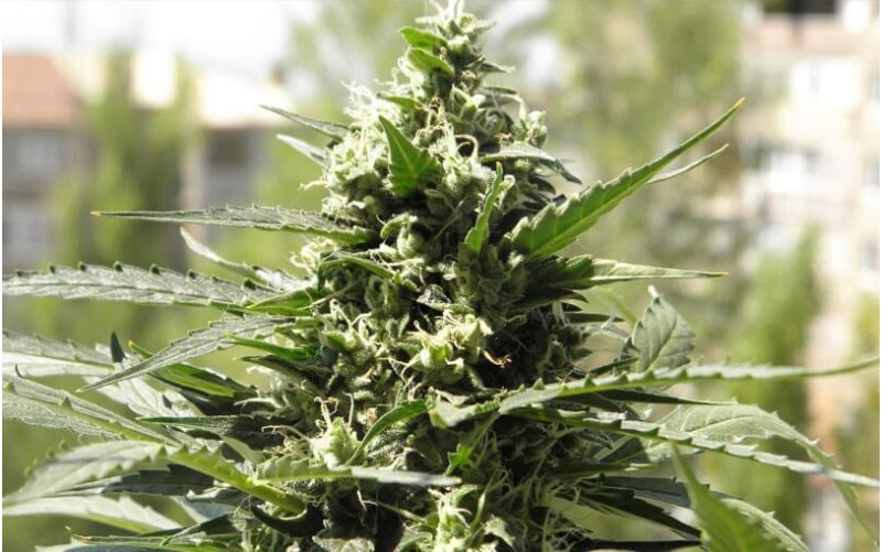 Crystal Candy - Sweet Seeds Crystal Candy - Sweet Seeds