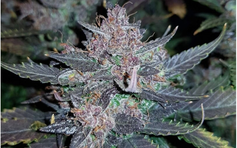 Dark Devil - Sweet Seeds Dark Devil - Sweet Seeds