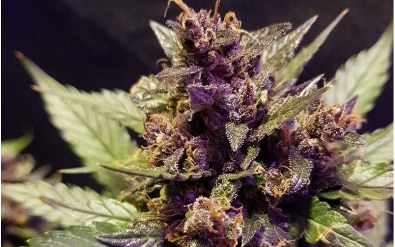 Dark Devil - Sweet Seeds Dark Devil - Sweet Seeds