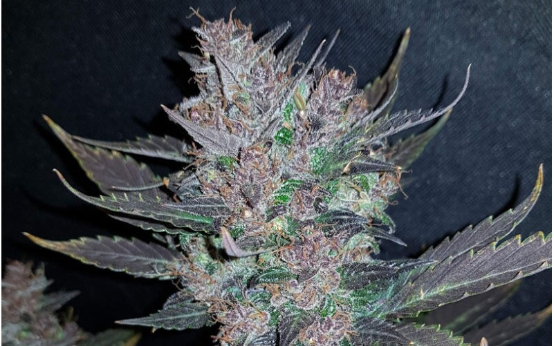 Dark Devil - Sweet Seeds Dark Devil - Sweet Seeds