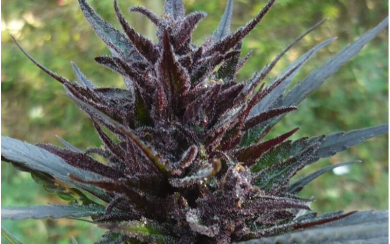 Dark Devil - Sweet Seeds Dark Devil - Sweet Seeds