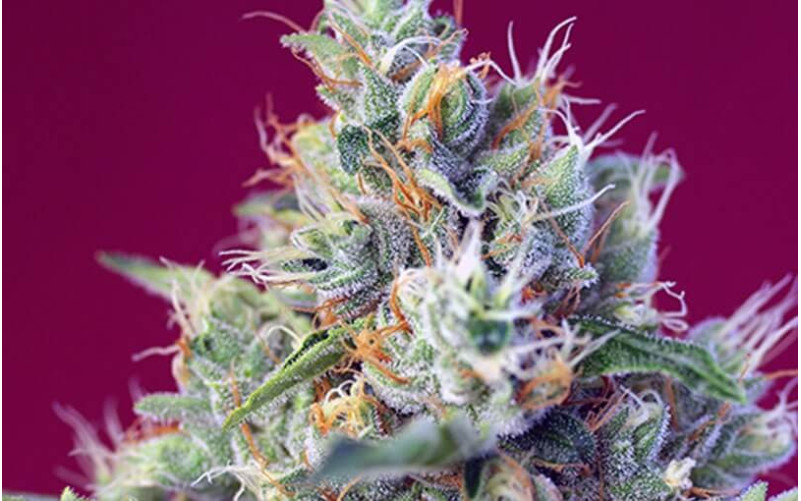 Indigo Berry Kush - Sweet Seeds