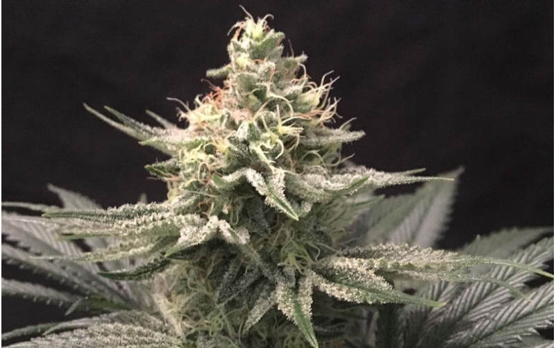 Indigo Berry Kush - Sweet Seeds