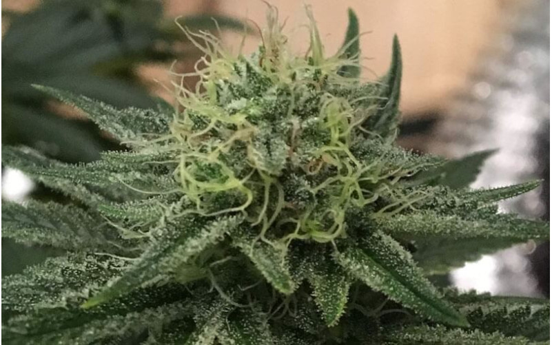 Indigo Berry Kush - Sweet Seeds