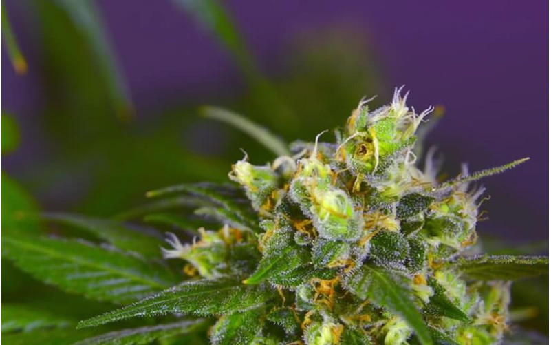 Indigo Berry Kush - Sweet Seeds