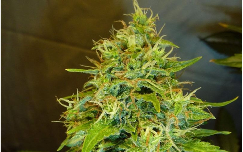 Fast Bud- Sweet Seeds Fast Bud- Sweet Seeds