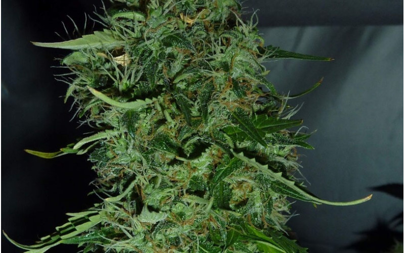 Fast Bud- Sweet Seeds Fast Bud- Sweet Seeds