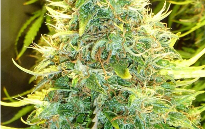 Fast Bud- Sweet Seeds Fast Bud- Sweet Seeds