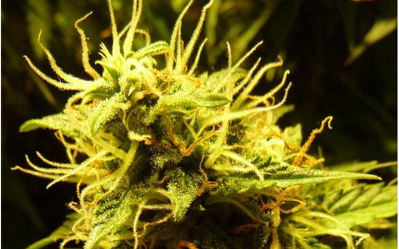 Fast Bud- Sweet Seeds Fast Bud- Sweet Seeds