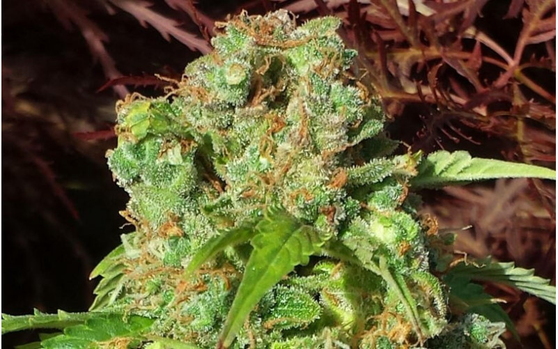 Auto Mazar - Dutch Passion